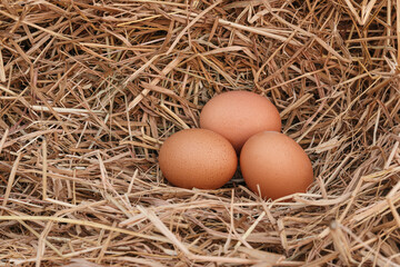 Organic chicken fresh eggs in the nest. On  background