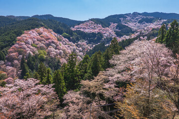 Fototapeta premium 奈良県 吉野山の桜と春景色