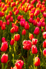 Fototapeta premium Blooming tulips. Spring floral background. Field of bright beautiful tulips close-up. Colorful tulips at the Holland Flower Festival. long banner