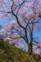 奈良県 吉野山の桜と春景色