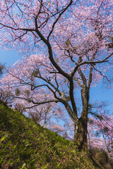奈良県 吉野山の桜と春景色