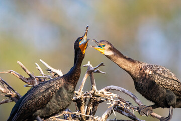 Cormorant pair in active courtship interactions with natural bokeh background in Florida wetlands rookery near Delray Beach
