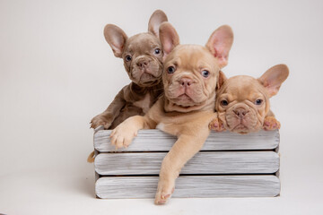 a group of French bulldog puppies are sitting in a basket on a white background