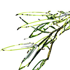 Color sketch of bamboo leaves with transparent background