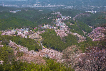 Fototapeta na wymiar 奈良県 吉野山の桜と春景色