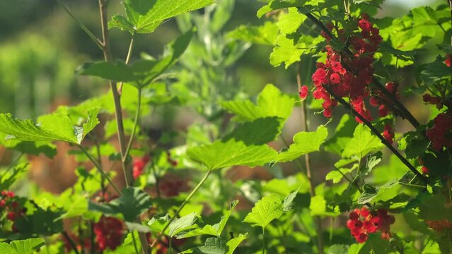 Background of red currant on the branch in summer sunlight. Ripe berries of red currants on bushes surrounded by green leaves in the garden. Healthy eating concept