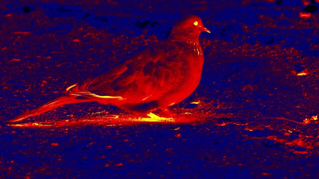 Turtle dove of Francis of Assis. Analog of infrared scanning.