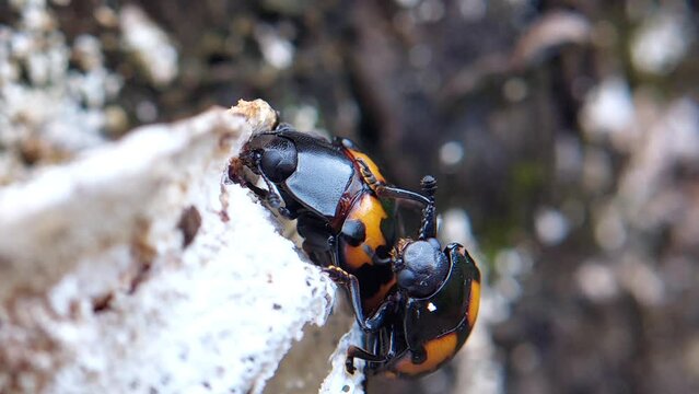 Erotylidae, or the pleasing fungus beetles, is a family of beetles belonging to Cucujoidea 