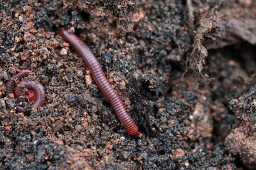 close up of a worm