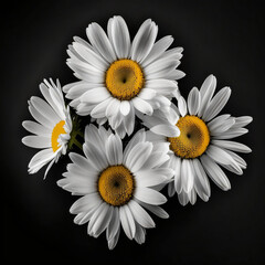 Four white and yellow flowers on a dark background - isolated