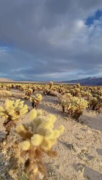 Filming of Chollo Gardens in Yoshua Tree National Park in California
