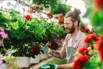 Man gardener working in a greenhouse