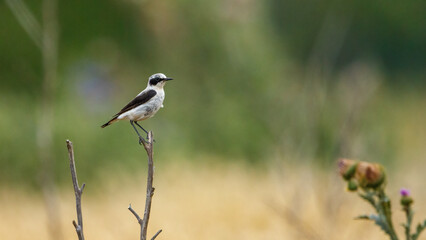 A black eared wheatear in the Danube Delta