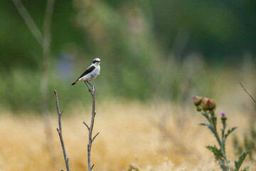 A black eared wheatear in the Danube Delta