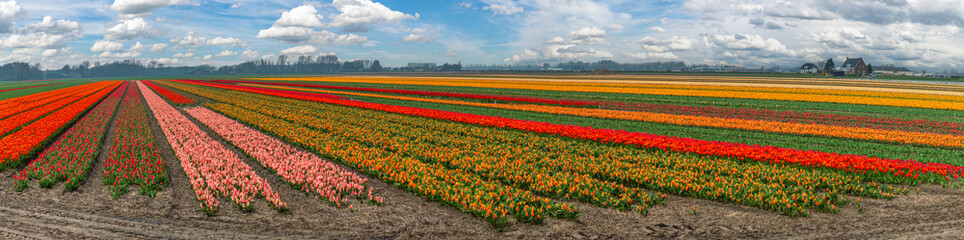 Tulip flower bulb field in field, panorama spring season in Lisse near Amsterdam Netherlands - 580702021