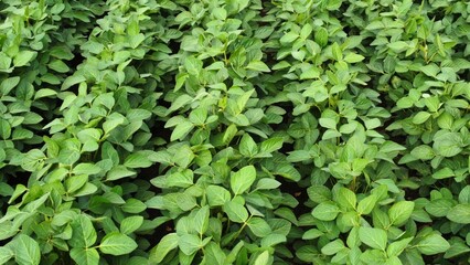 soy bean
