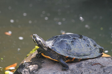 Fototapeta premium Rotwangen-Schildkröte