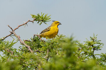 Yellow Cardinal, Gubernatrix cristata, Endangered species in La Pampa, Argentina