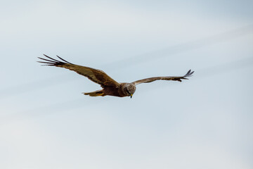 A marsh harrier at the flight