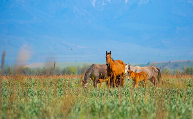 Horse and newborn foal on the background of mountains, a herd of horses graze in a meadow in summer and spring, the concept of cattle breeding, with place for text.