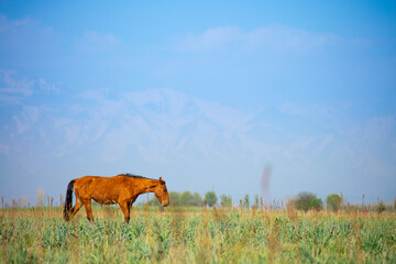 Horse and newborn foal on the background of mountains, a herd of horses graze in a meadow in summer and spring, the concept of cattle breeding, with place for text.
