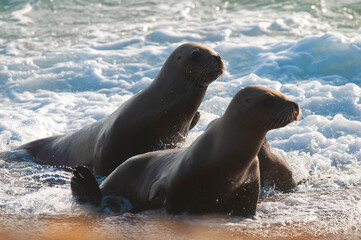 Obraz premium SOUTH AMERICAN SEA LION pup,Peninsula Valdes, Chubut,Patagonia ,Argentina