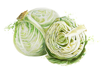 Obraz premium Cabbage watercolor, whole head and a half, hand drawn, isolated on white background with paint splashes. Fresh raw green vegetable illustration for design. Healthy food. Harvest from a garden.