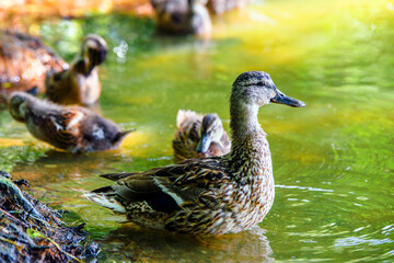 A wild duck with ducklings stands on the shore
