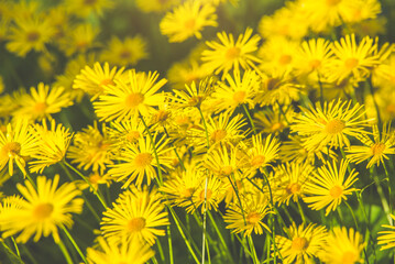 Yellow daisies grow in the meadow in summer
