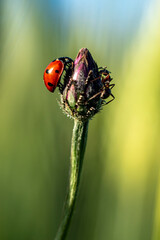 Biedronka na pączku © Magda