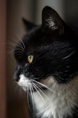 Fotobehang Czarno-biały kot - portret © Magda