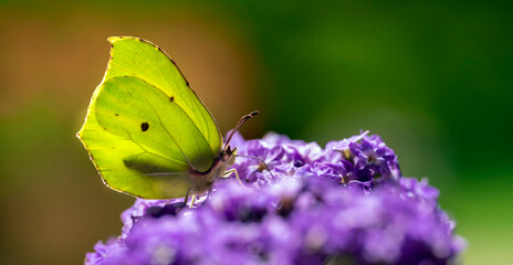 Żółty motyl na fioletowym kwiatku
