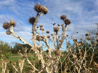 Chardons des &acirc;nes