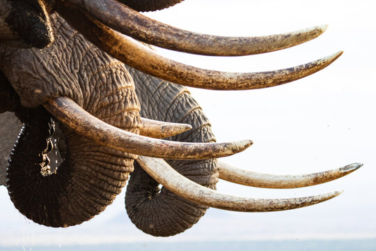 Elephant Turks