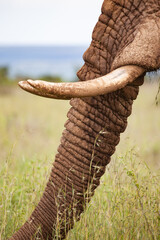 Elephant Tusk