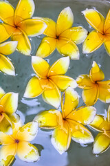 frangipani flower yellow and pink on the water is a tropical plant that grows in Indonesia