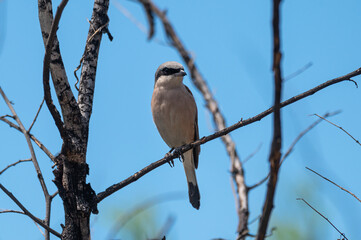 Lanius collurio - Red-backed shrike - Pie-grièche écorcheur