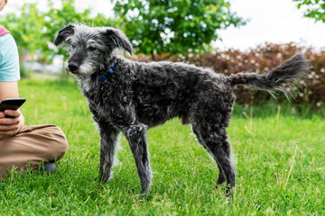 mixed breed dog bedlington terrier or bedlington whippet gray fluffy senior dog with owner on green grass pets adoption care and walking dog pet love copy space