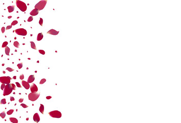 Purple Petal Summer Vector White Background. Fall