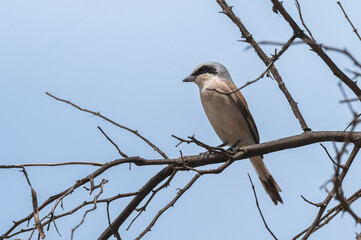 Lanius collurio - Red-backed shrike - Pie-grièche écorcheur