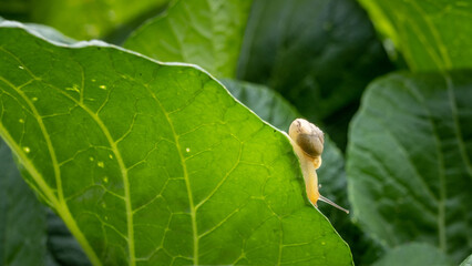 little snail on green leaves in close up  - Powered by Adobe