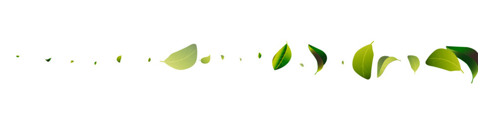 Lime Leaves Tea White Panoramic Vector Background