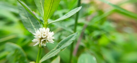 flawer nature plantand beauty flora
