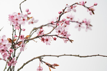 japanische Kirschbl&uuml;te02