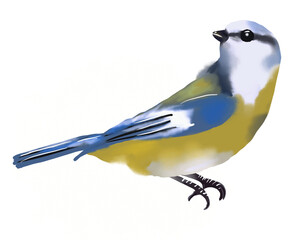 Blue Tit,. watercolour drawing illustration. Transparency background
