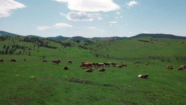 Aerial drone view of the herd of cows at green meadow on hills mountains. Drone video of cow and green field with herd of cows. trees in the background.