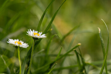 Common daisy (Bellis perennis) flowers bloom in backyard garden, meadows spring, summer time 