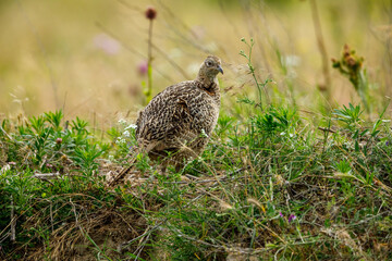 Wild Pheasant in the grassland of the Danube Delta