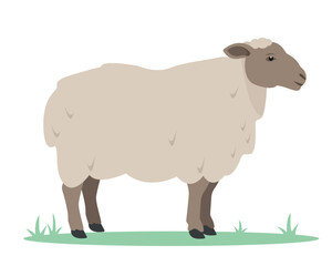 Sheep icon. Female farm animal on green grass. Wool production. Sheep isolated on white background. Vector flat or cartoon illustration.