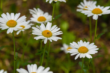 Common daisy (Chamomile) flowers bloom in backyard garden, meadows spring, summer time 